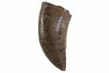 Dromaeosaur (Raptor) Tooth - Aguja Formation, Texas #67578-1